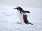 Gentoo penguin in deep snow in Antarctic Peninsula, Damoy Point, late summer Art Print